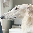 Собака с аномально длинным носом стала звездой Сети