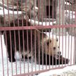 В Минском зоопарке раньше срока проснулась медведица Нюра. Она проспала всего 6 недель