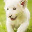 Редкий белый львёнок родился в зоопарке Венгрии