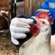 В Польше нашли вирус птичьего гриппа. Он передается человеку
