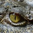Крокодил заживо съел рыбака на глазах у его жены