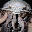 Ученые нашли на дне океана таракана, которого хочется вернуть обратно