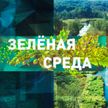 О белорусском опыте по возрождению загрязненных после аварии на ЧАЭС земель – в рубрике «Зеленая среда»