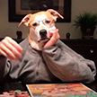 Владельцы собак создают смешные видео «человеческих домашних занятий» своих питомцев на карантине