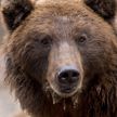 Белорусская гражданка погибла из-за нападения медведя в Словакии