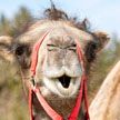 В Сочи нашли верблюдицу Зухру, которая потерялась месяц назад
