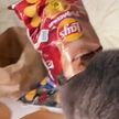 Кот попытался украсть чипсы со стола, но его настигла карма. Только посмотрите на этого бедолагу!