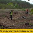 В Беларуси растет количество пропавших грибников и ягодников