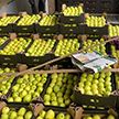 63 тонны яблок пытались незаконно вывезти из Беларуси в Россию