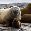 В Норвегии туриста оштрафовали за то, что он побеспокоил моржа