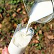В Брестской области четыре человека заразились клещевым энцефалитом через козье молоко