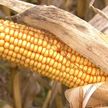 В Гомельской области аграрии убирают кукурузу и сеют озимые