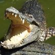 Крокодил растерзал купавшегося в озере девятилетнего мальчика