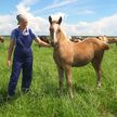 Где и как разводят белорусскую породу лошадей? Посмотрите, это удивительно!