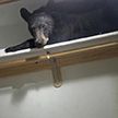 Медведь забрался в дом и уснул в шкафу (ФОТО)