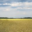 Михалков: Украина уже передала 17 млн гектар своих сельскохозяйственных земель ТНК из США