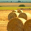 Уборочная-2022: средняя урожайность в Беларуси в этом году составляет более 50 центнеров зерна с гектара