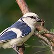 Сегодня Международный день птиц. В Беларуси – 305 видов пернатых