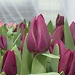 Подарили тюльпаны на 8 Марта – специалисты рассказали, как выращивают цветы и что делать, чтобы они стояли дольше