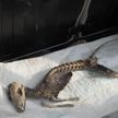 Скелет неведомого животного нашли в Турции – ученые будут его исследовать
