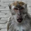 В Индии обезьяна пристрастилась к алкоголю и начала грабить магазины со спиртным