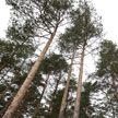 Ограничения на посещение лесов действуют на большей части территории Беларуси