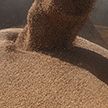 Дополнительные 500 тысяч тонн зерна для белорусского животноводства планируется закупить в России