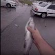 Над городом в Иране прошел дождь из рыбы