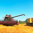 Минская область собрала более 1 млн тонн зерна: как уборочная проходит в «Гастелловском» – одном из наиболее успешных сельхозпредприятий?