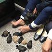 Женщина пыталась попасть в самолёт, привязав два десятка грызунов к ногам