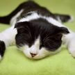 Кот, отдыхающий как человек, заставил хохотать пользователей Сети! (ВИДЕО)