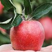 Белорусские селекционеры вывели новые сорта яблок