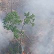 Пожары бушуют в тропических лесах Амазонии
