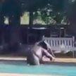 В ЮАР слоненок пришел в отель, чтобы искупаться в бассейне