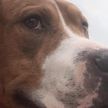 В США волонтеры нашли украденного пса в 3200 км от его хозяйки