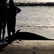 СМИ: около 50 черных дельфинов выбросились на берег в Новой Зеландии