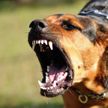 Осторожно, злая собака! Советы кинологов, как защитить себя от агрессивной собаки
