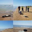 У берегов Ливии обнаружены тела 27 беженцев