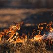 Белорусские лесники тушат трансграничный пожар с территории Украины