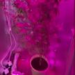 Минчанин выращивал коноплю в квартире – изъяты растения и полкилограмма марихуаны