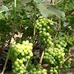 Фермер из Жлобина сумел вырастить тропические фрукты в собственной теплице