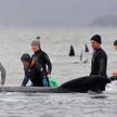 350 выбросившихся на берег китов погибли на берегу Тасмании