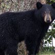 Медведь обшарил две машины в поисках еды – его ждало разочарование