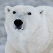В Канаде белый медведь охотился на детей