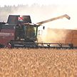 Белорусские аграрии продолжают трудиться в полях. Рассказываем, кто лидирует по намолотам и что помогает собирать богатый урожай