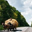 Навоз и сено разбросали по дорогам в Нидерландах в ходе протестов фермеры
