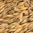 Уборочная–2022: уже намолочено почти 970 тыс. тонн зерна
