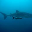 У побережья моря в Египте заметили китовую акулу