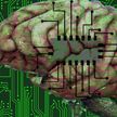 В США представили проект компьютера с клетками человеческого мозга