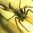 Сотни пауков выползли из лопнувшей грозди бананов:  хозяйке пришлось съехать из дома